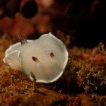 P6220090。 P6220090。