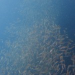 P6220110。 P6220110。