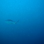 PA275667min PA275667min