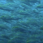 S__78635011 S__78635011