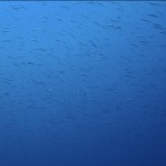 S__78635014 S__78635014