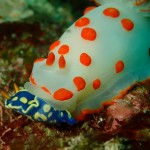 S__78635015 S__78635015