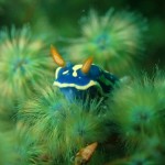 S__78635016 S__78635016