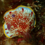 ryoukomin4 ryoukomin4